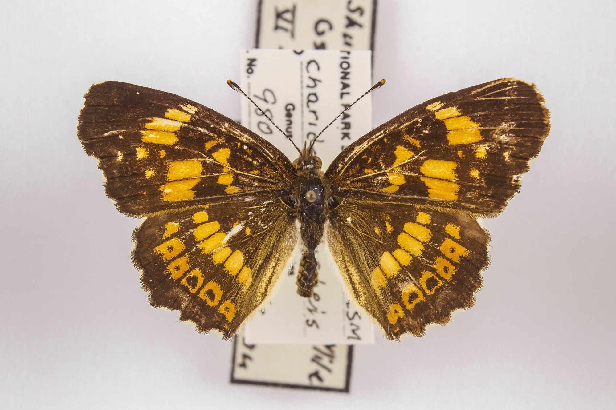 Image of Chlosyne nycteis, a species of Animalia