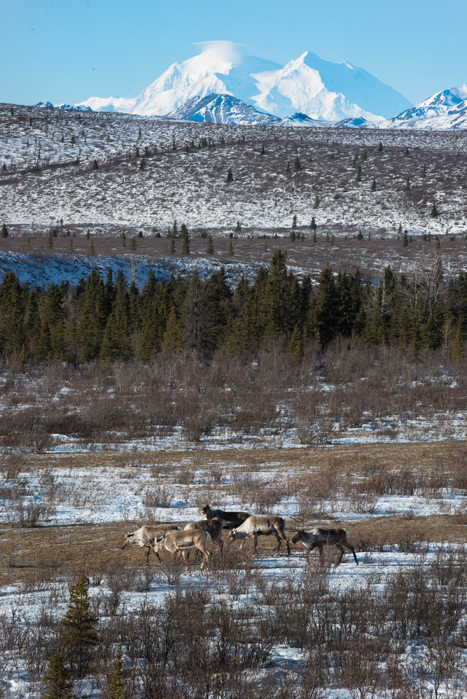 six caribou crossing a snowy meadow