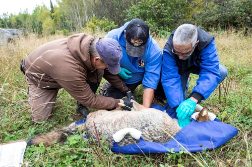 Three people kneel down in front of a wolf who is laying down on a tarp.