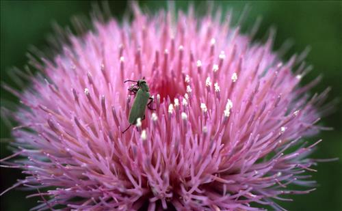 Badlands Flowers: Red, Pink, Blue