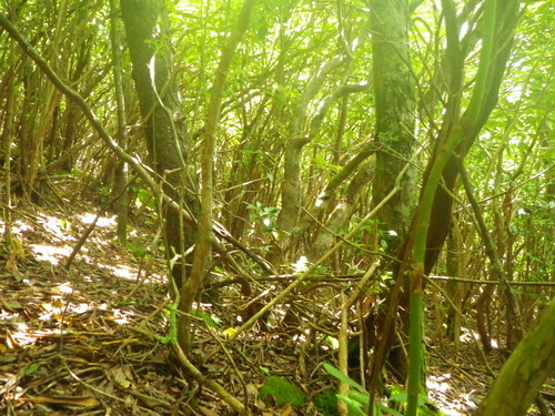 Plot Code: GRSM_AA_0480_3