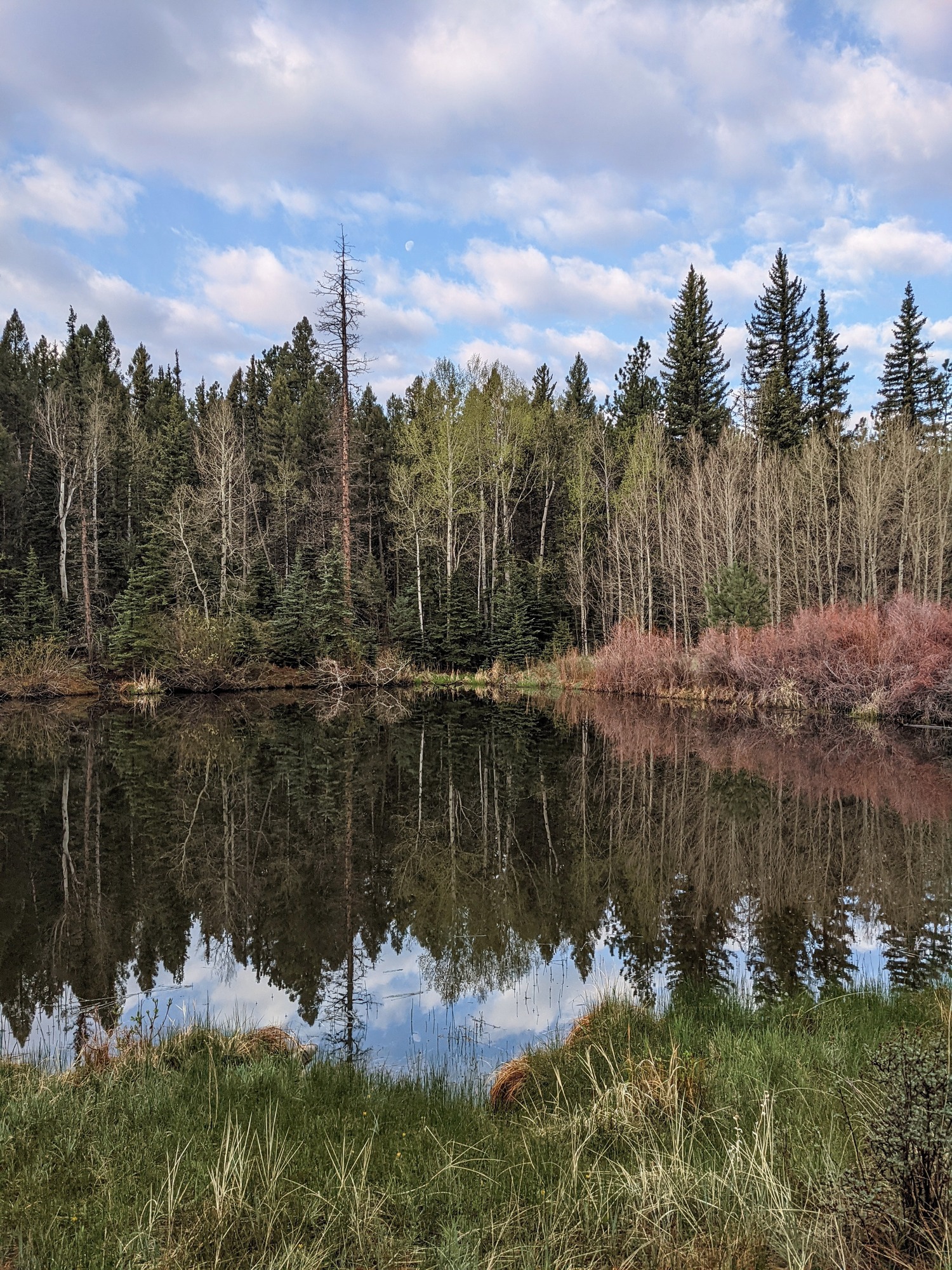 A small pond has a mirror like reflection of the surrounding trees and sky.