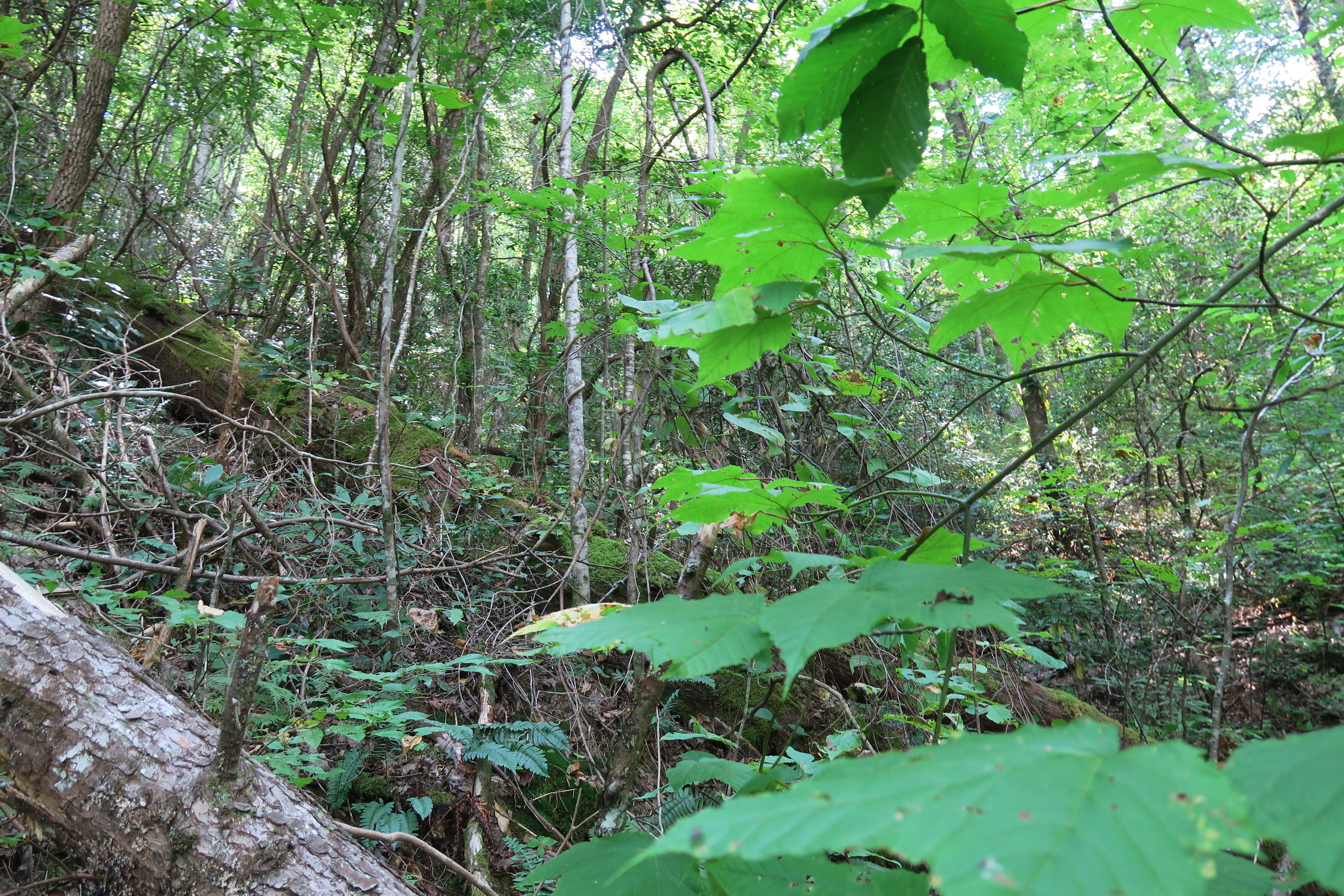 GRSM Accuracy Assessment. Plot Code: GRSM_AA_0845_4