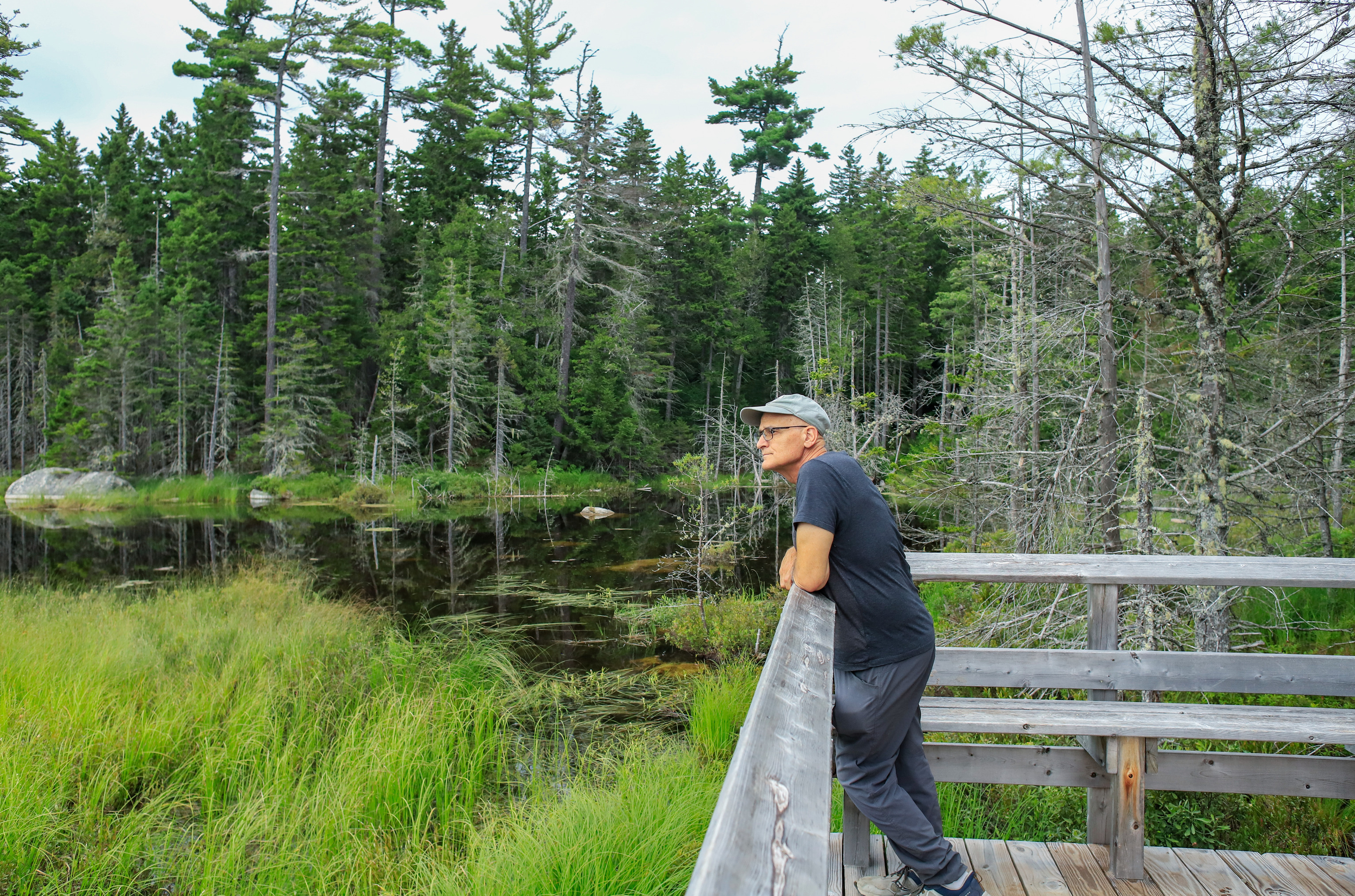 A man leaning on a railing looks out over a landscape of grassy water, and many trees