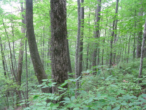 GRSM Accuracy Assessment. Plot Code: GRSM_AA_0264_4