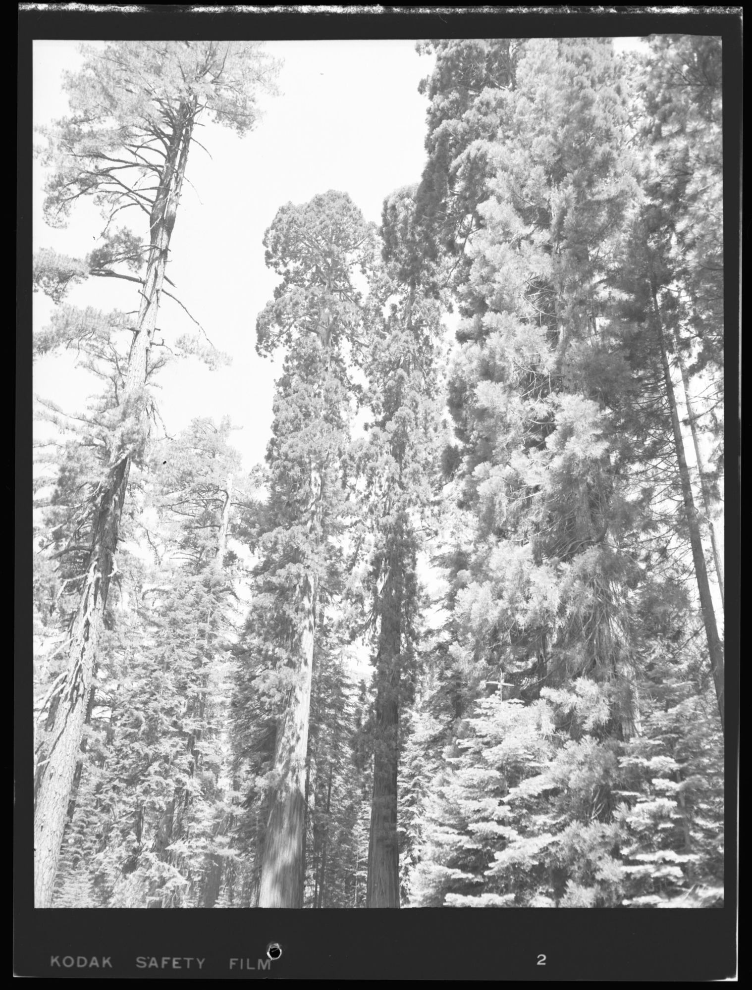 Mature Sequoia Gigantea