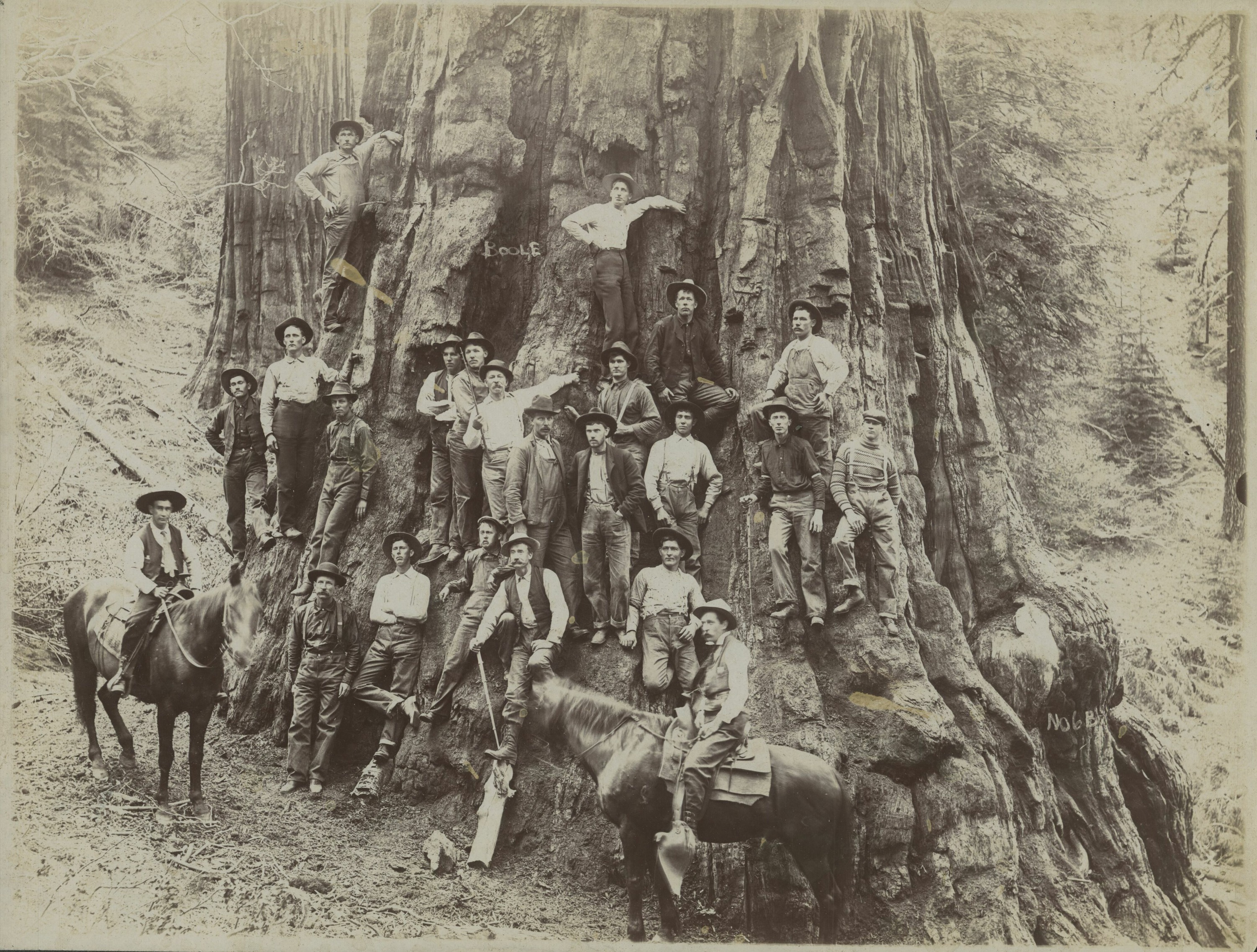 SEKI Roberts Collection Series: 3 Prints; 2 Medium; 13 Sequoias