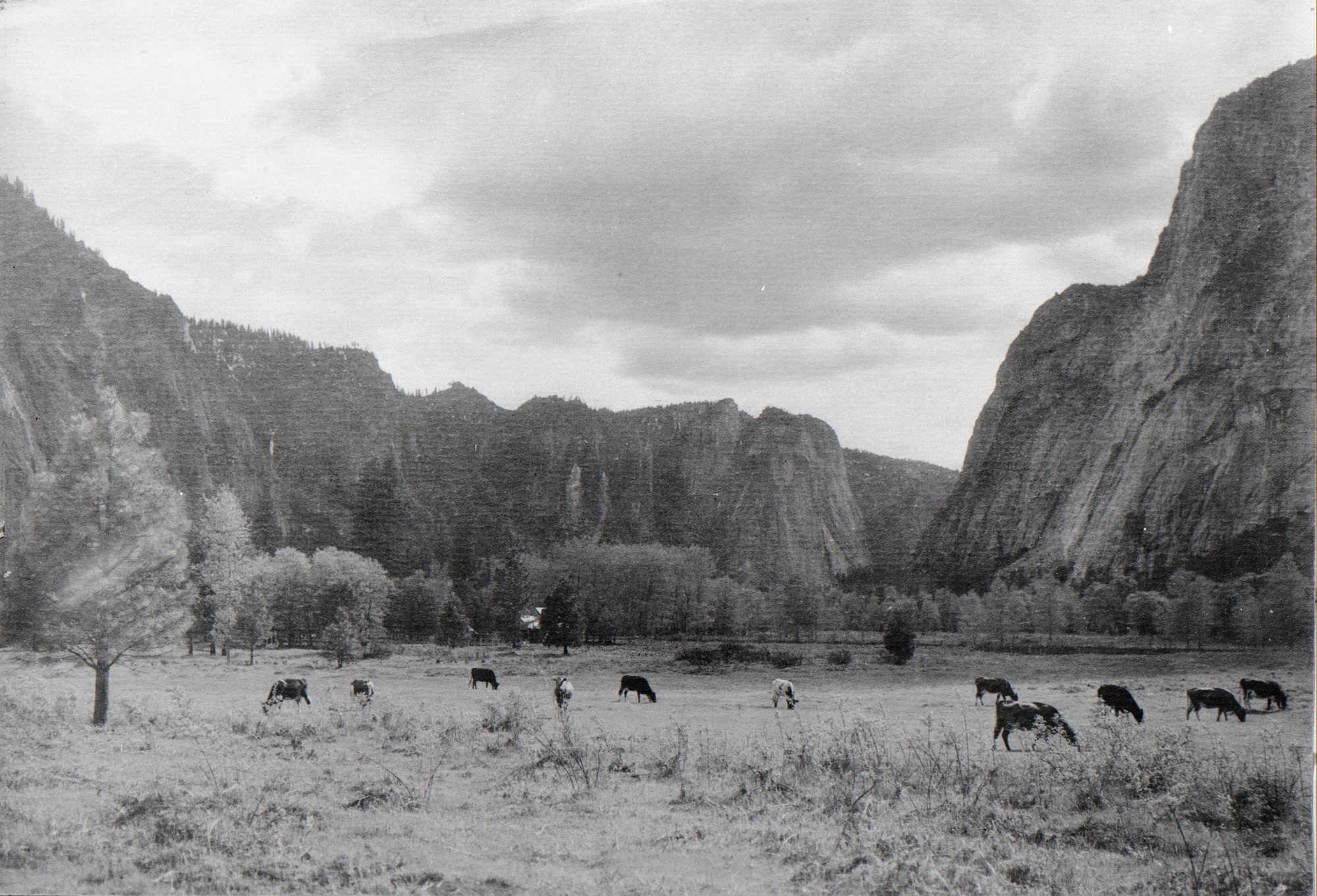 Degnan's dairy cows grazing in Leidig Meadow. Bridget and John Degnan moved to Yosemite Valley in 1884. The Degnans had a large portable oven, capable of producing 50 loaves of bread per day. As demand for Bridget's bread increasted as travel in Yosemite grew, Bridget was able to expand her production and the family's welfare, selling each loaf for 12 1/2 cents. The Degnans had their own dairy cows because that was the source of their milk during the pioneer times. The bakery (located in Old Yosemite Village near where the chapel is now) expanded as visitors asked for a glass of milk, a sandwich or something else to eat or drink. In 1900, the Degnans ordered a large brick Dutch oven that could bake more than 100 loaves of bread at a time. In 1956, the Degnans operation was moved by the couple's children to its current location in Yosemite Village. The Degnan's Deli remained a family business and independent park concessioner until the Yosemite Park & Curry Company purchased the business in 1974. The family's 