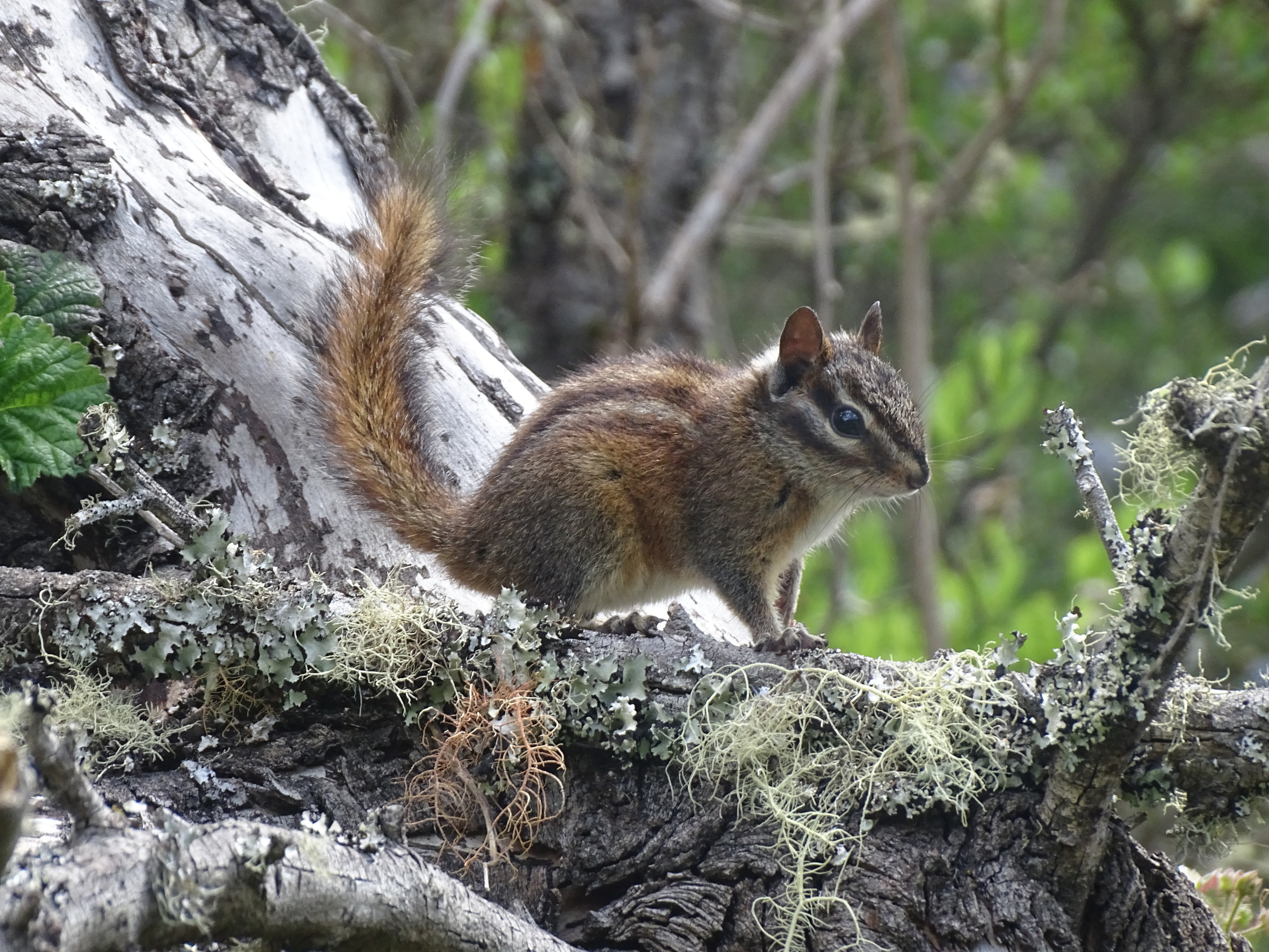 A small rusty-colored squirrel with brown and white stripes running along its back from its nose to the base of its tail standing on a lichen-covered branch.