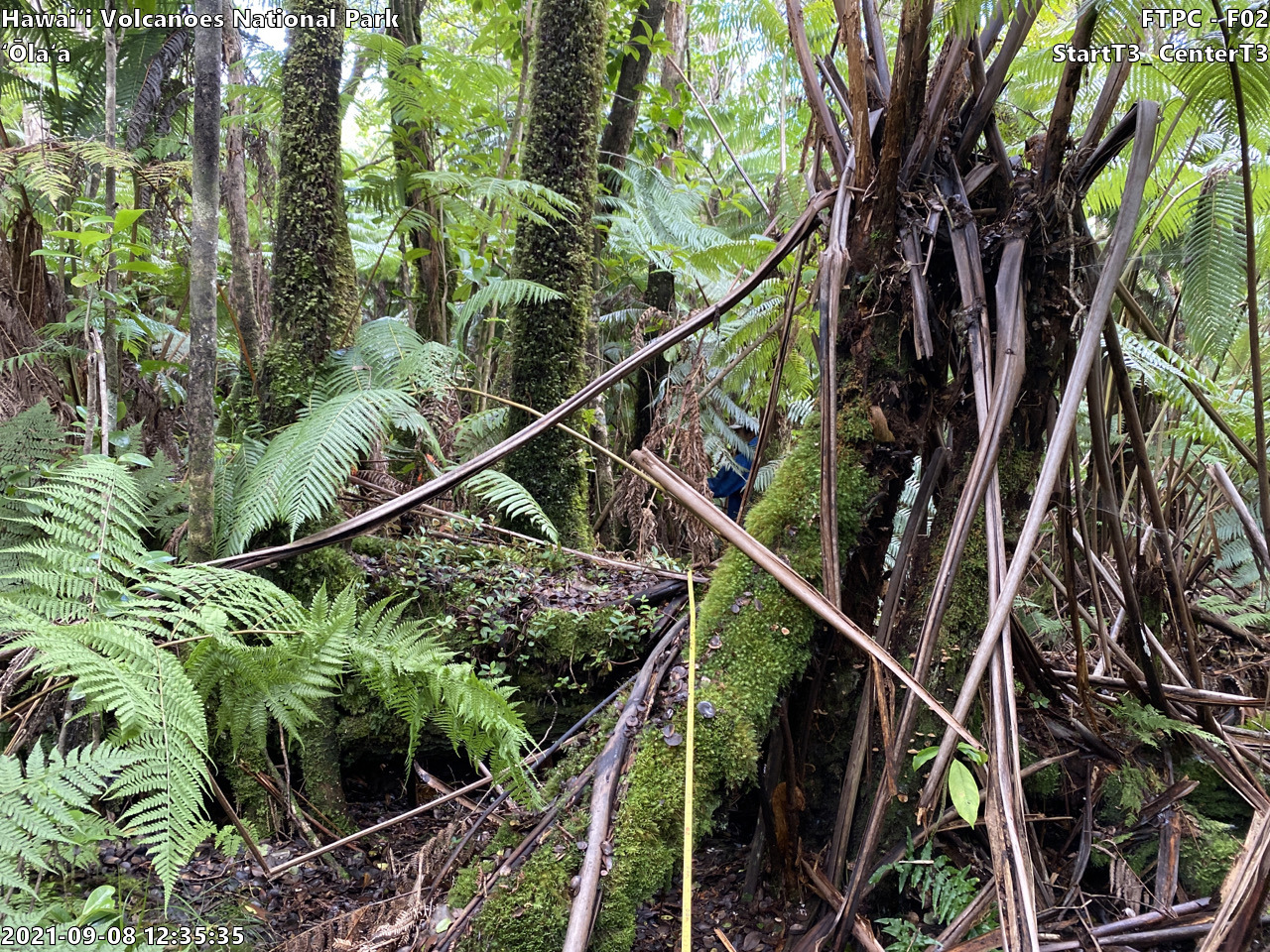 Eye-level view of plant community at monitoring site