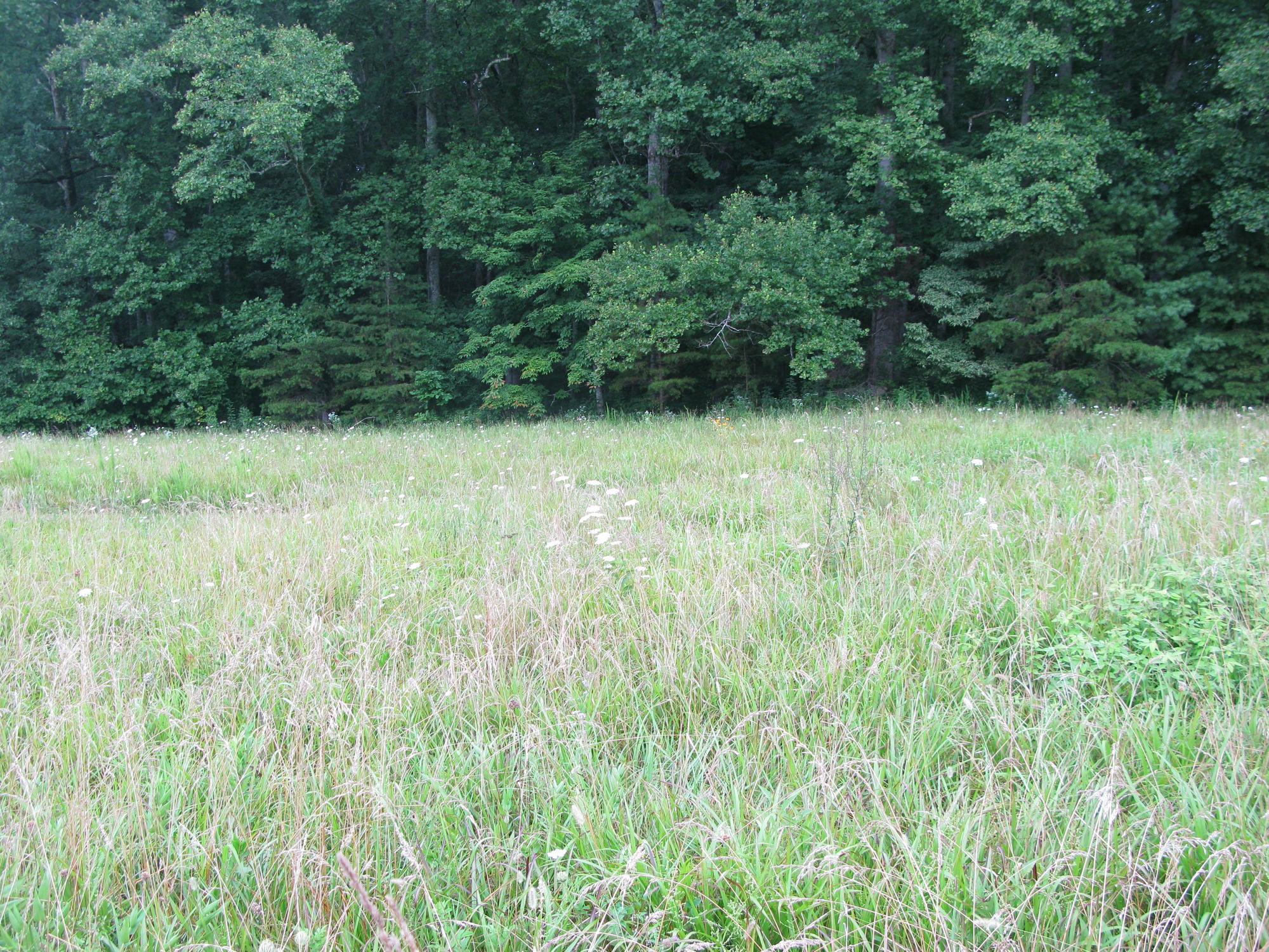 GRSM Accuracy Assessment. Plot Code: GRSM_AA_0863_5