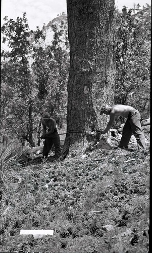 Civilian Conservation Corps (CCC) workers cutting down ponderosa for insect control on West Rim.