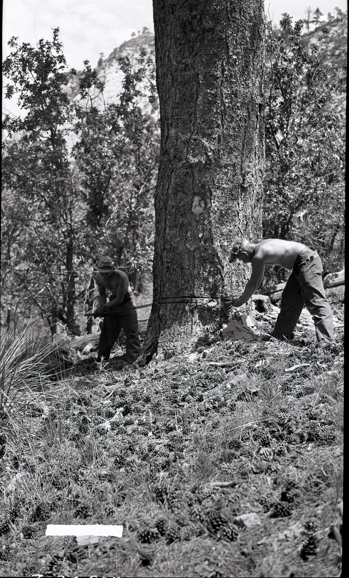 Civilian Conservation Corps (CCC) workers cutting down ponderosa for insect control on West Rim.