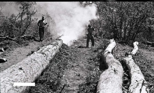 Two Civilian Conservation Corps (CCC) workers on West Rim Trail peeling and burning bark on downed ponderosa to control bark beetle infestation.
