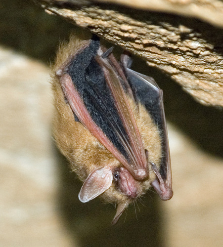 a close up of a small bat with large ears hanging upside down from a cave ceiling. 