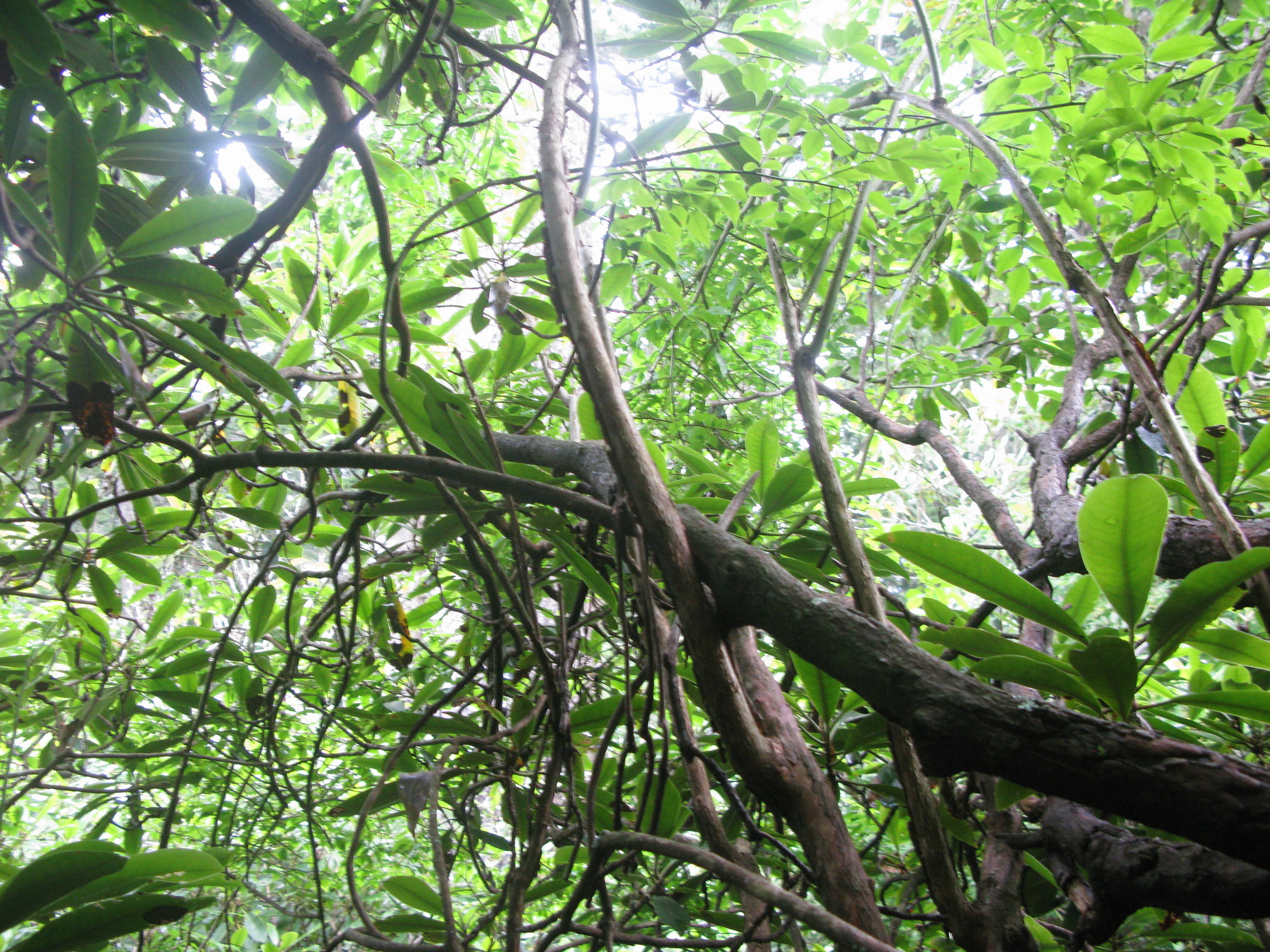 Plot Code: GRSM_AA_0695_6