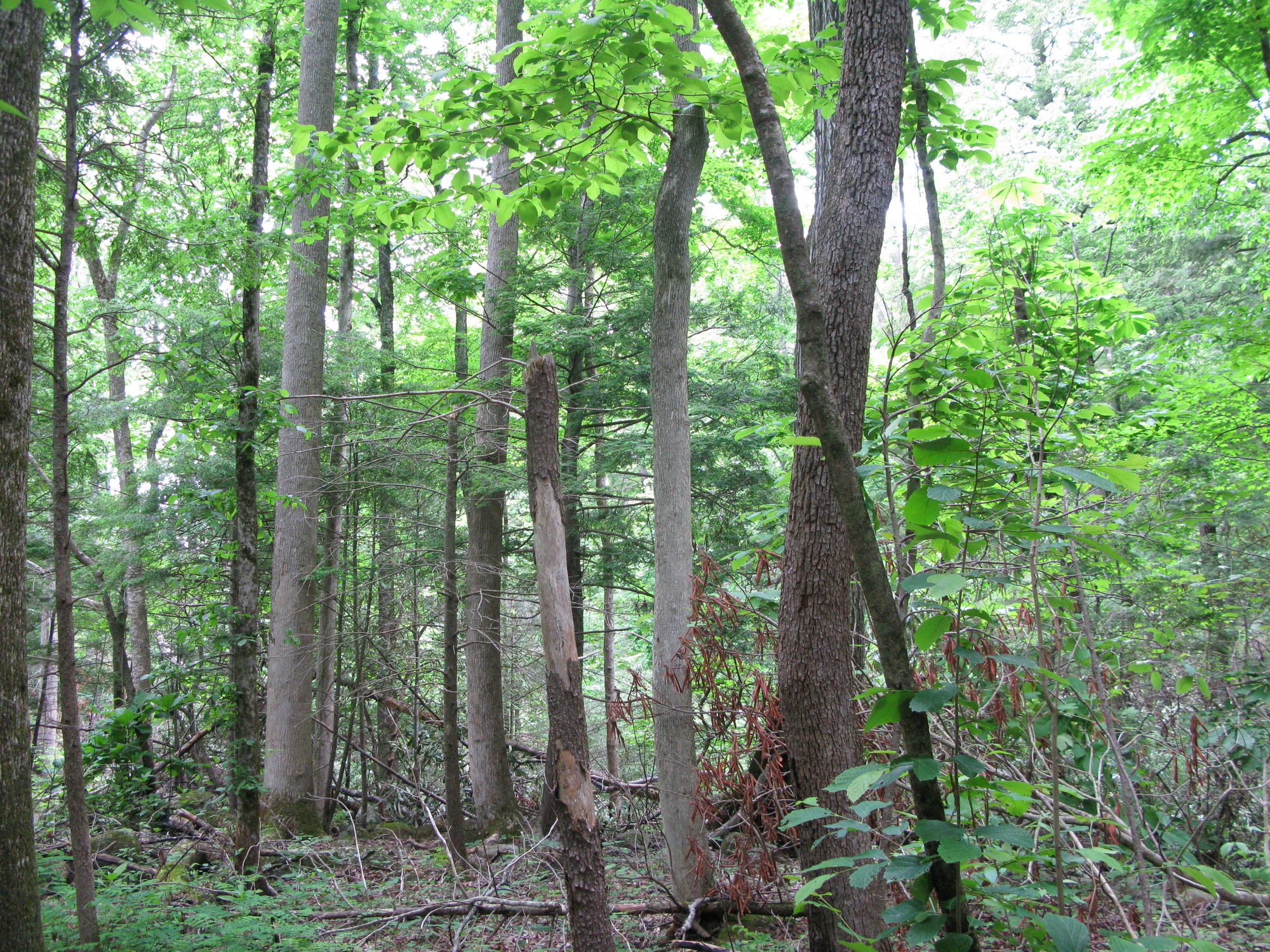 GRSM Accuracy Assessment. Plot Code: GRSM_AA_0378