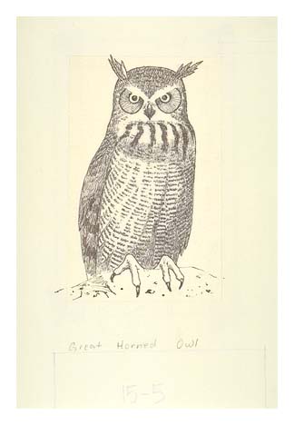 a Great Horned owl