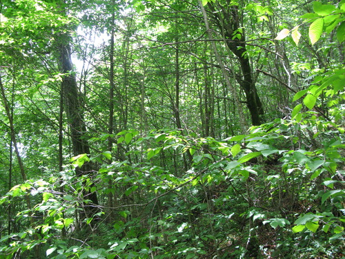 GRSM Accuracy Assessment. Plot Code: GRSM_AA_0097_4