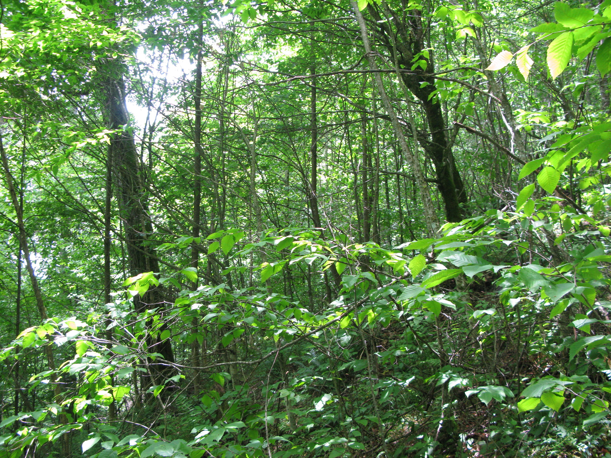 GRSM Accuracy Assessment. Plot Code: GRSM_AA_0097_4