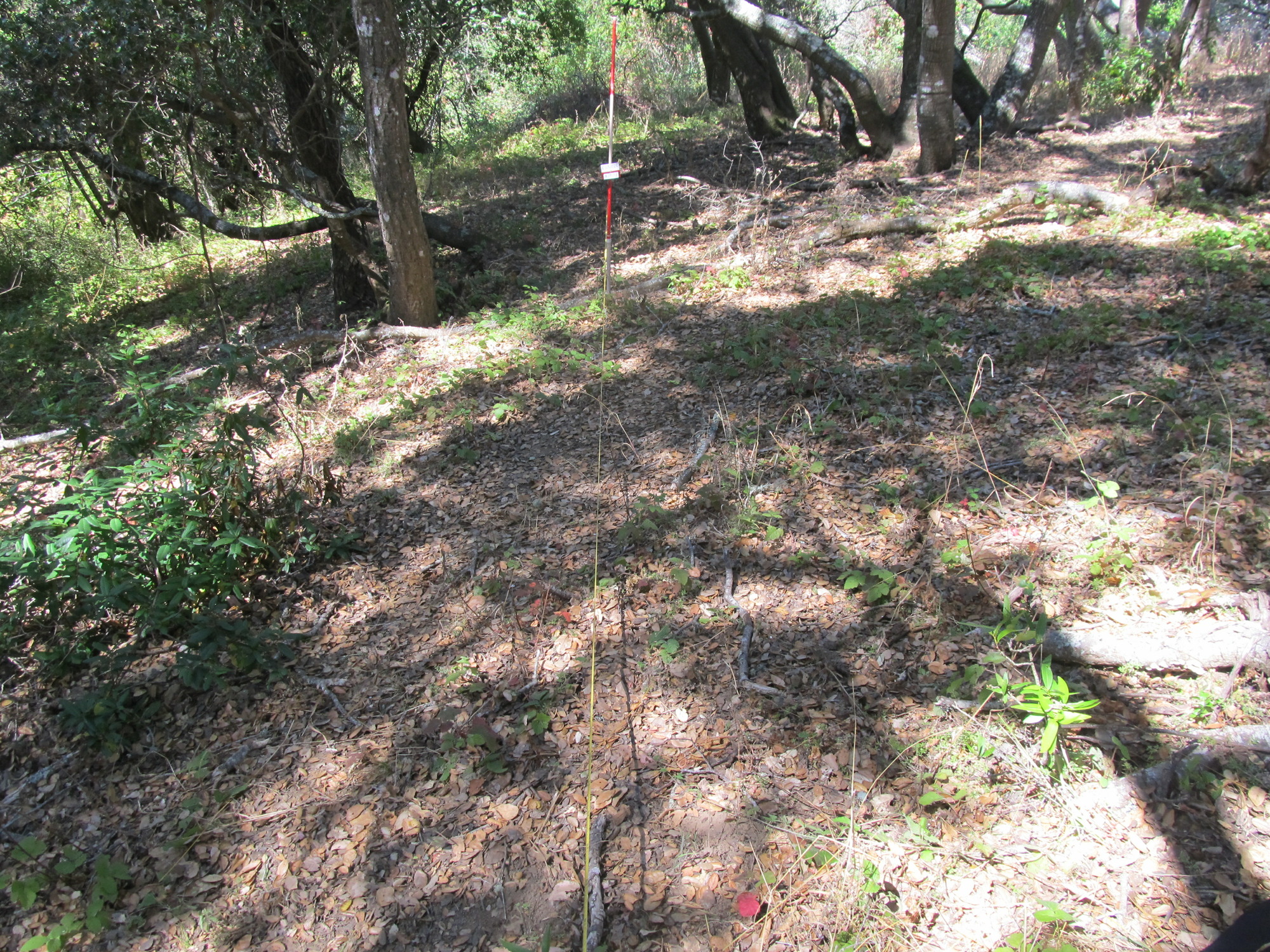 Eye-level view from the center point of a plant community monitoring plot