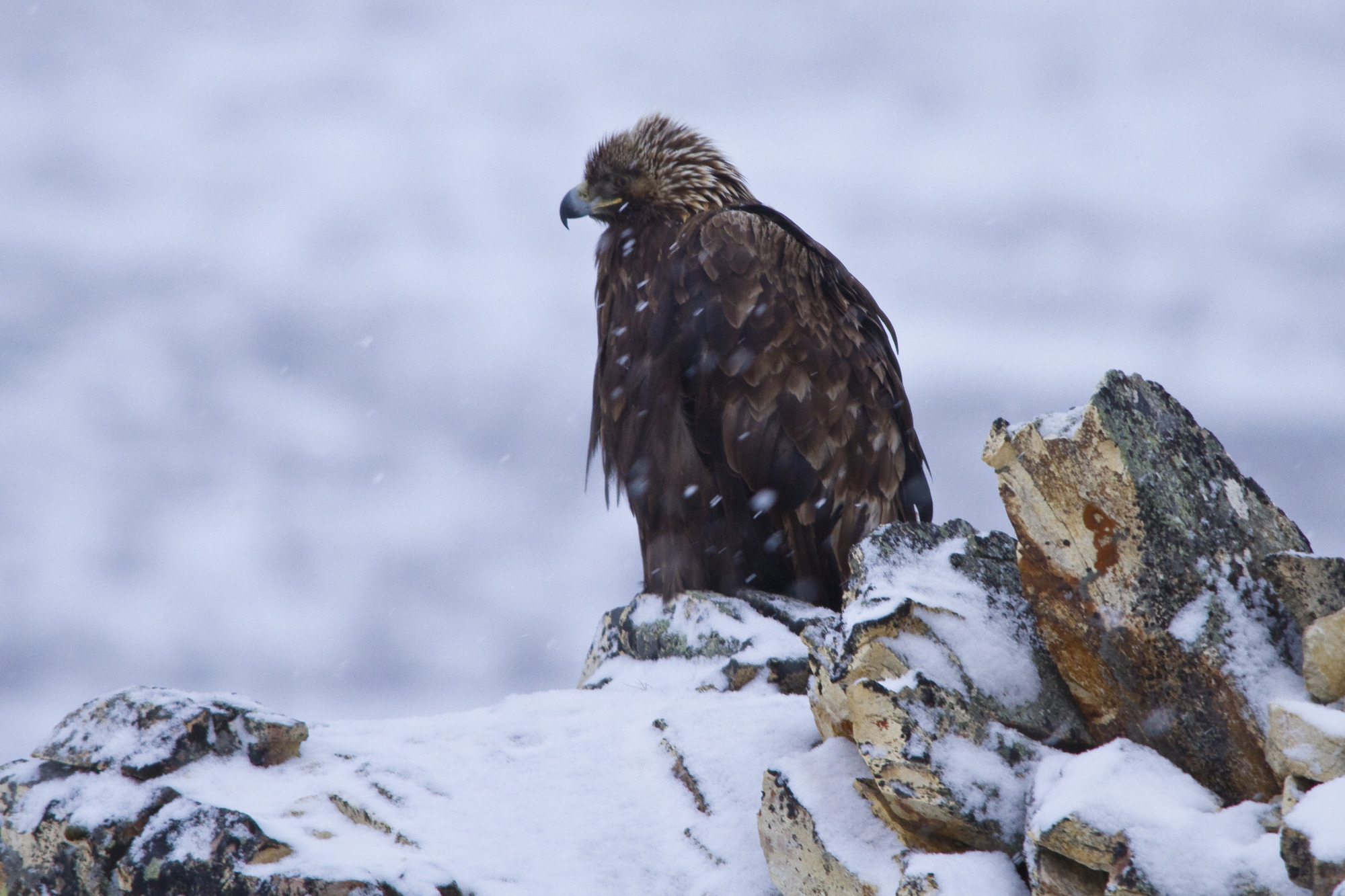 A golden eagle, feathers ruffled against the falling snow, perches on a rocky outcropping atop a mountain