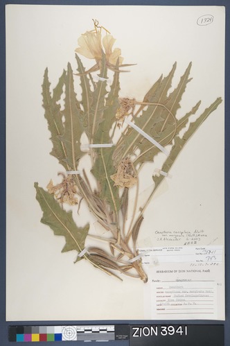 Herbarium Specimen Sheet 3941