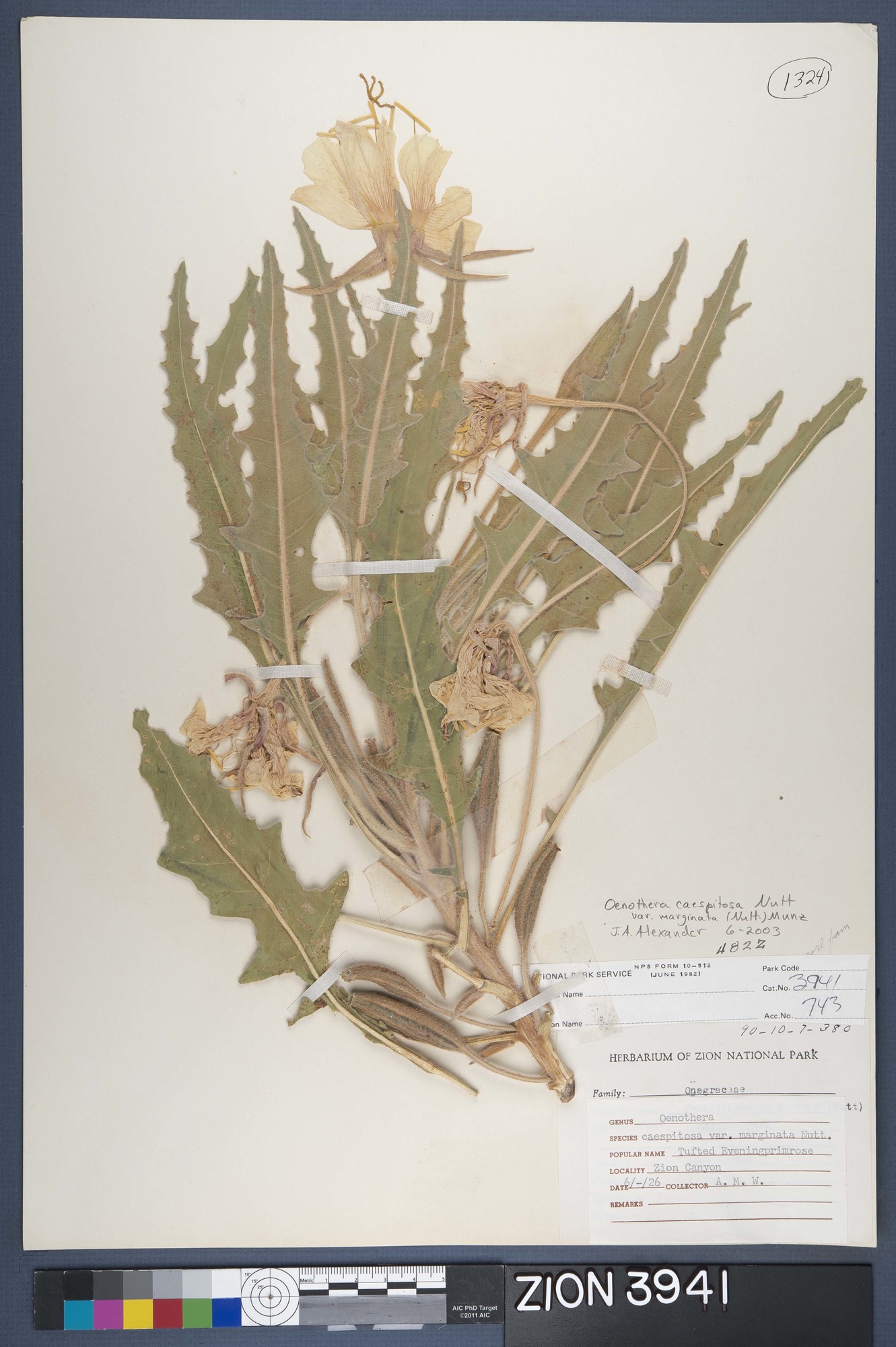 Herbarium Specimen Sheet 3941