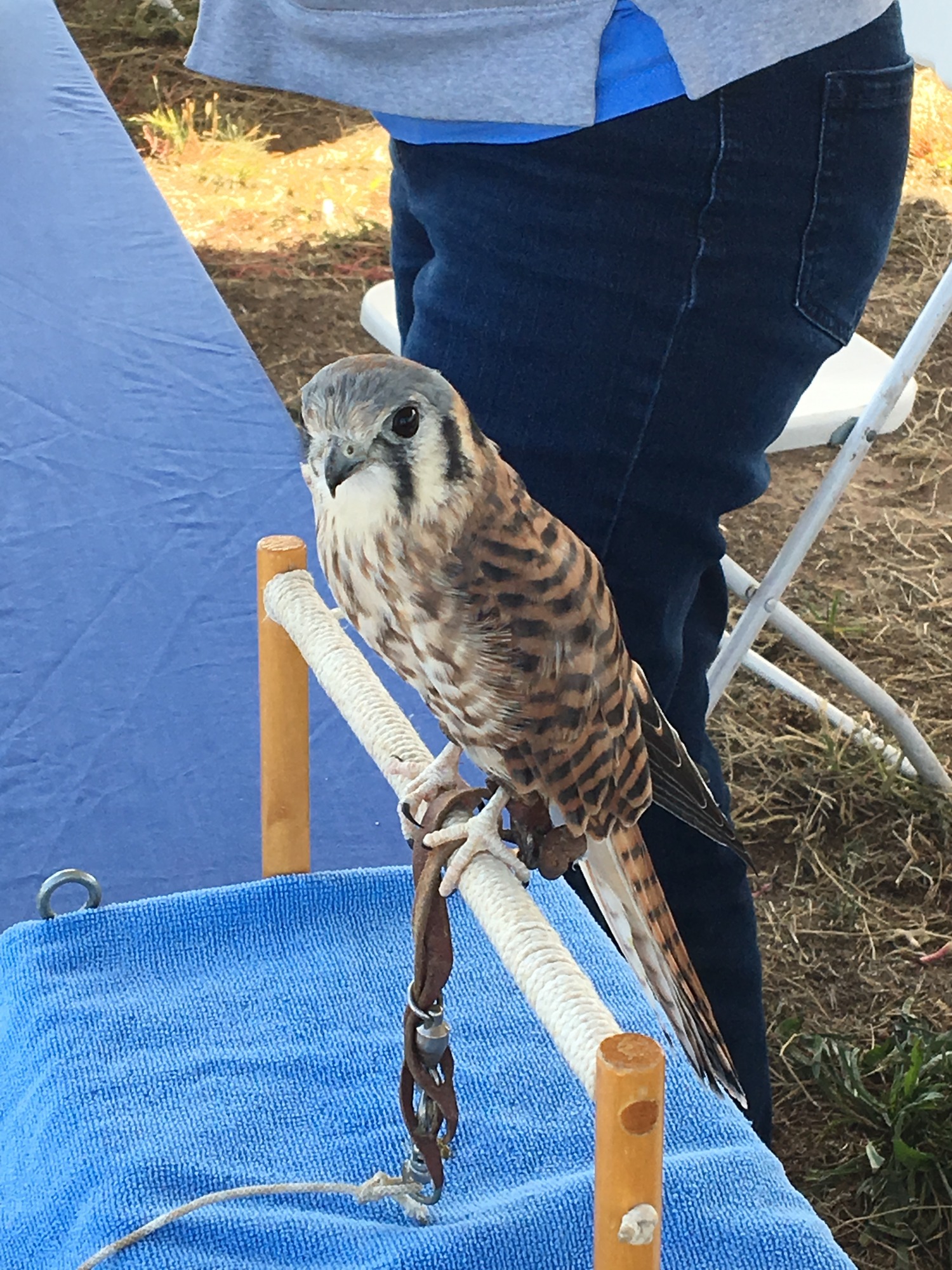 A kestral was rescued at the Valle de Oro Trail in Albuquerque, NM