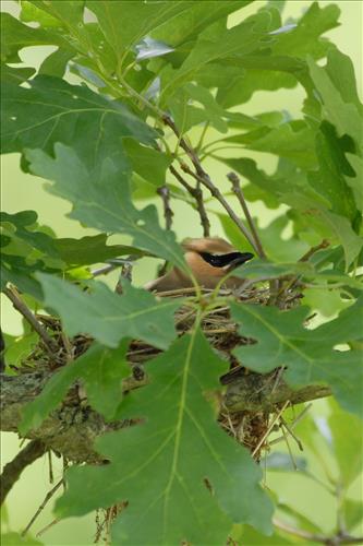 Cedar waxwing in Cuyahoga Valley National Park