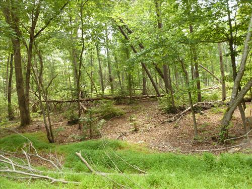 Remove Hazard Trees in Oak Ridge, Headquarters and Turkey Run Districts, Wind Storm 2012