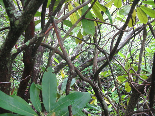 GRSM Accuracy Assessment. Plot Code: GRSM_AA_0349_3