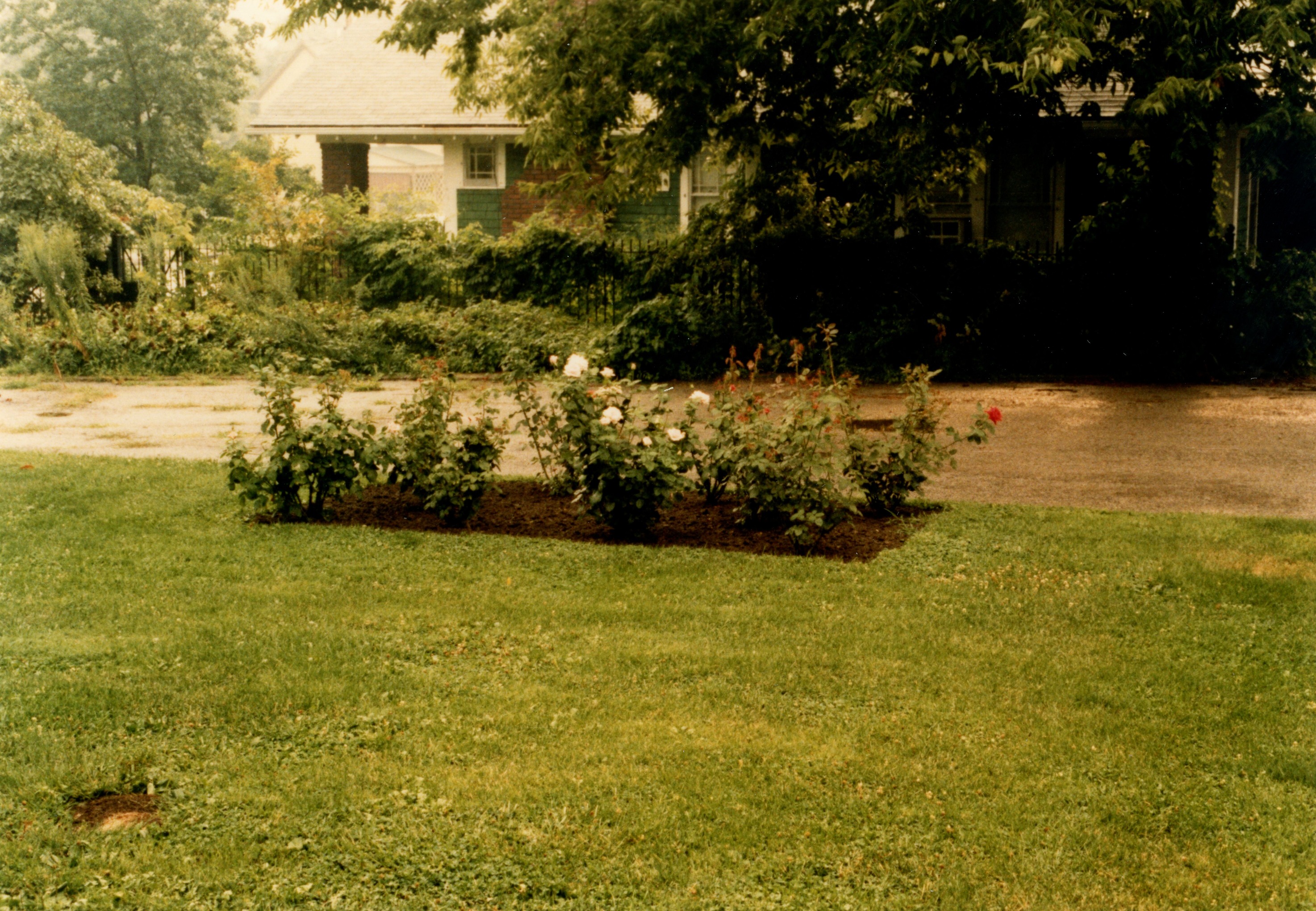 HSTR rose gard backyard