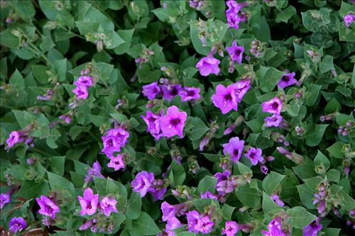 Canyon de Chelly National Monument -- Vegetation