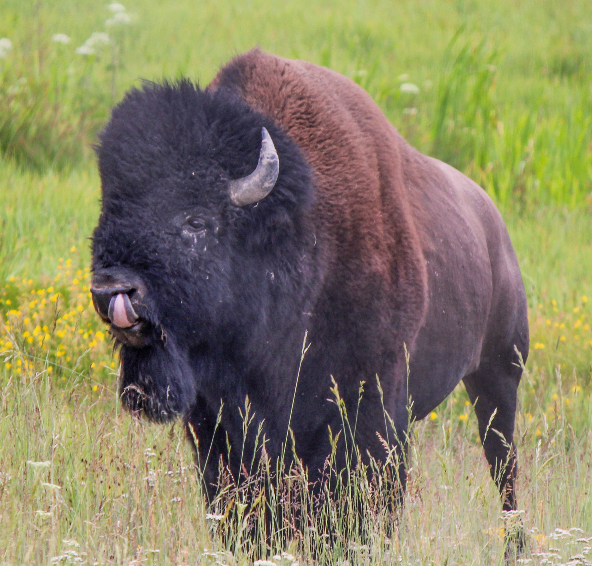 A bull bison stands with tongue out during the rut.