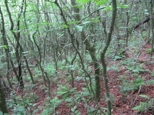 Plot Code: GRSM_AA_0671_4