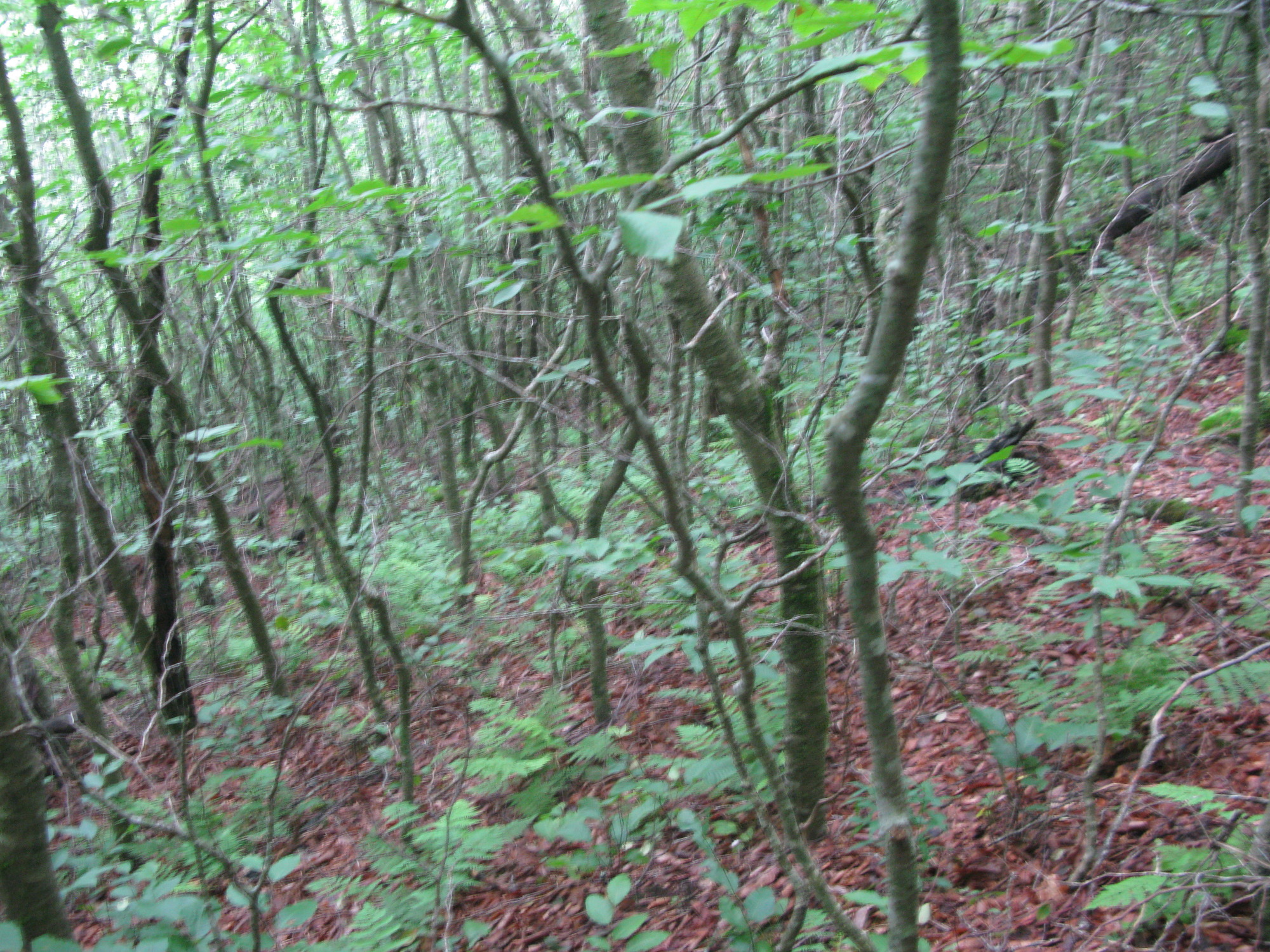 Plot Code: GRSM_AA_0671_4