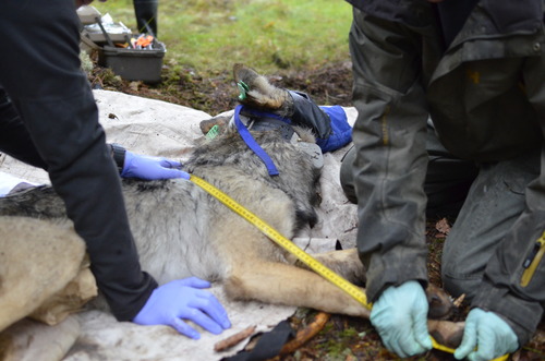 Two partners kneel next to a sedated wolf while taking measurements and assessing health.