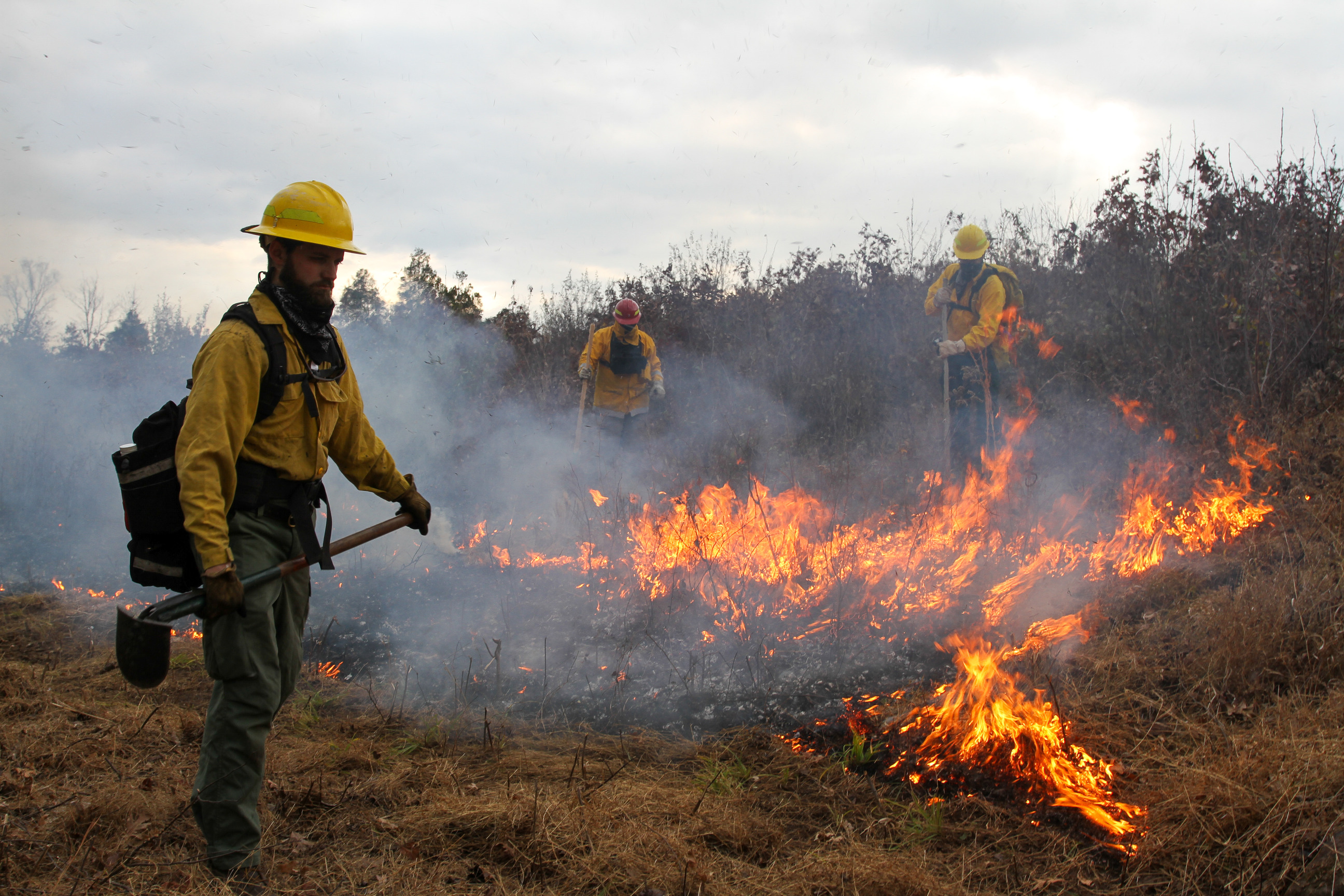 Wildland firefighters use drip torches and tools manage prescribed fire near Brawner Farm at Manassas National Battlefield Park. 