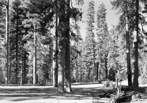 North face of Cuneo property looking west