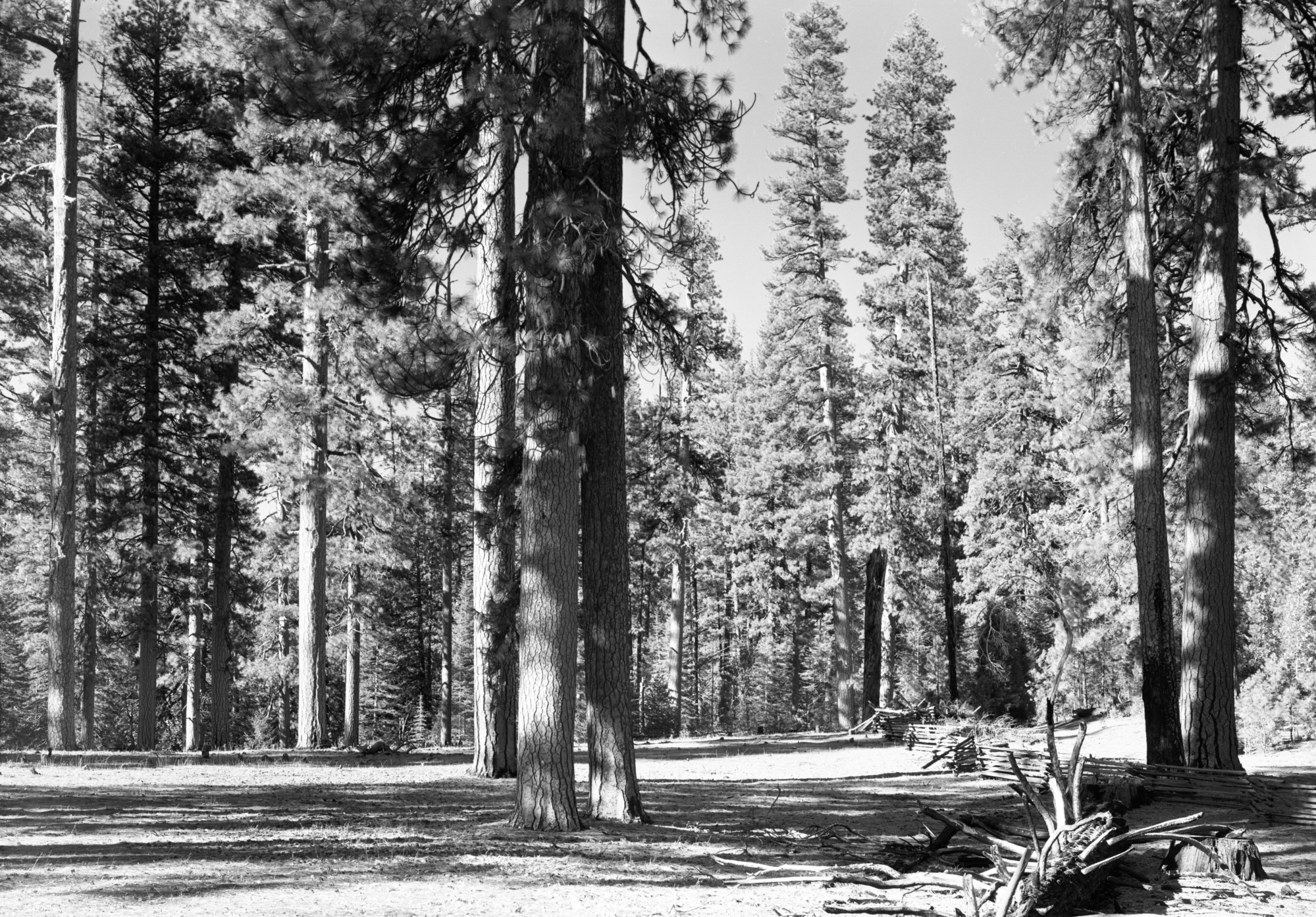 North face of Cuneo property looking west