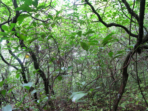 GRSM Accuracy Assessment. Plot Code: GRSM_AA_0270_2