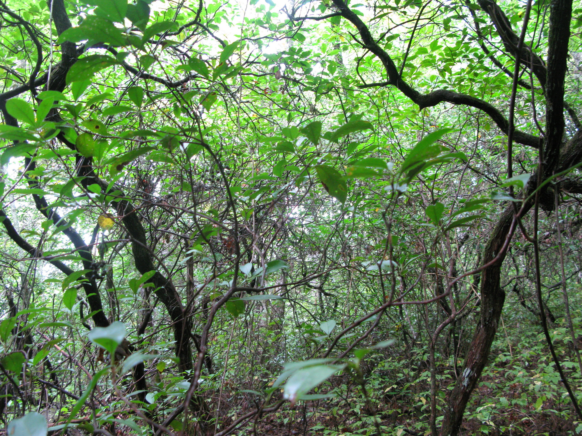 GRSM Accuracy Assessment. Plot Code: GRSM_AA_0270_2