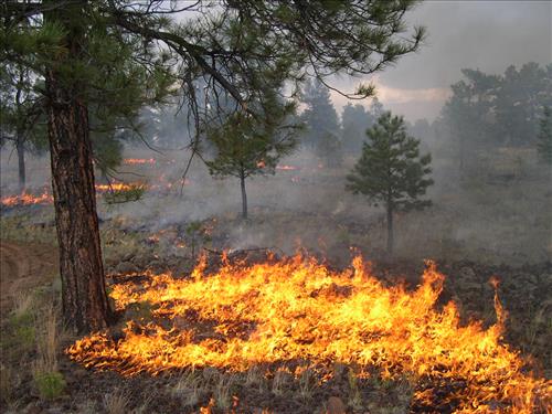 Little Hole prescribed burn at El Malpais National Monument, 2004