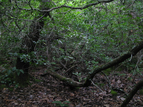 GRSM Accuracy Assessment. Plot Code: GRSM_AA_0976_3