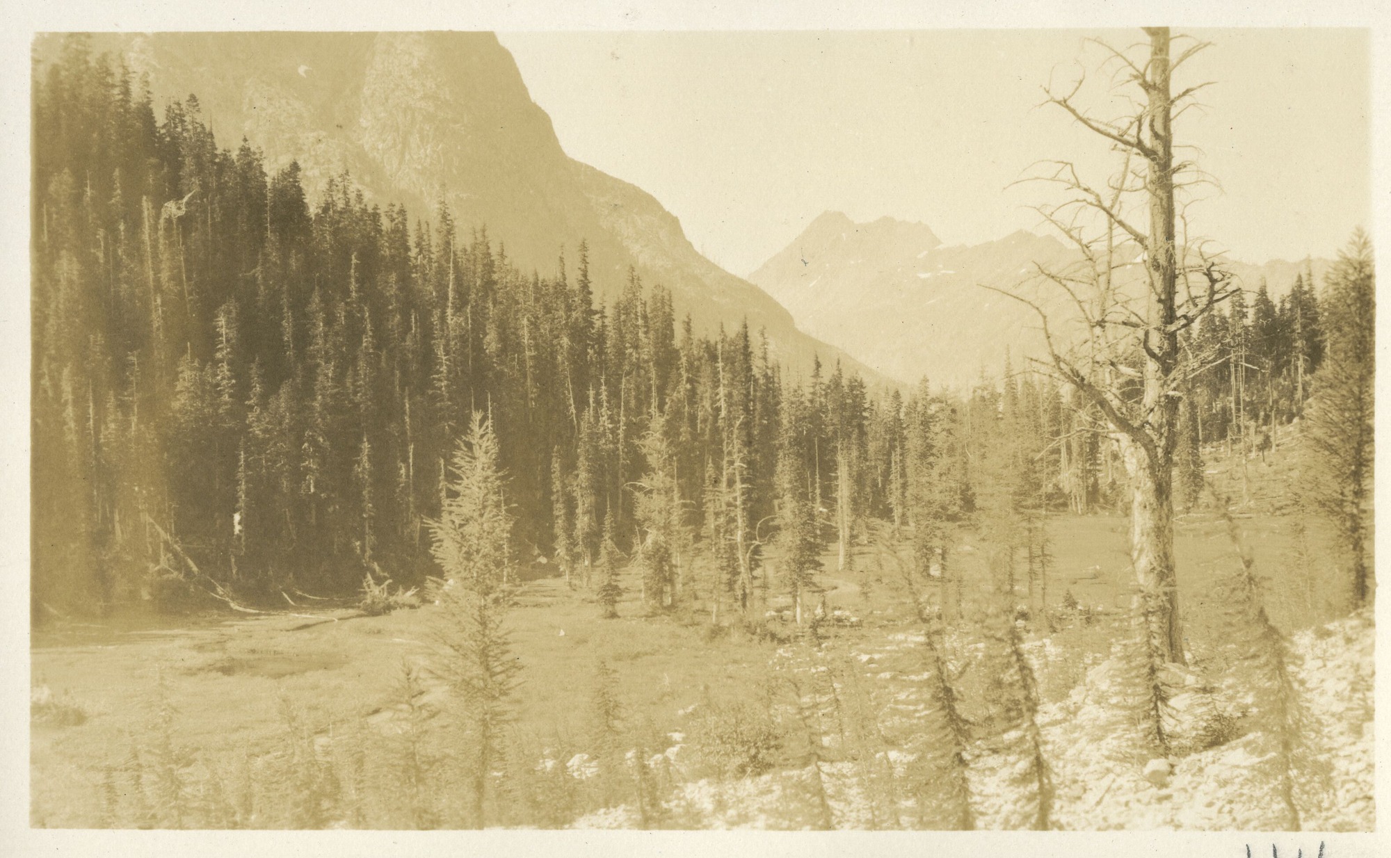 A view from a rocky hillside, across bog in high mountain meadow, forest mid field, and sheer mountain in close foreground. Mountain in far background across a valley.