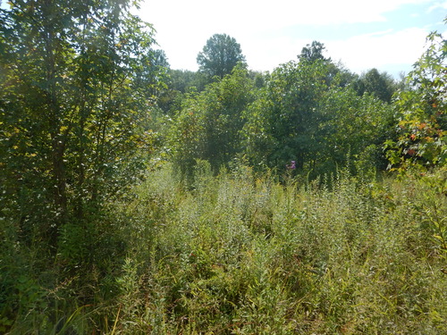 GRSM Accuracy Assessment. Plot Code: GRSM_AA_0720_5