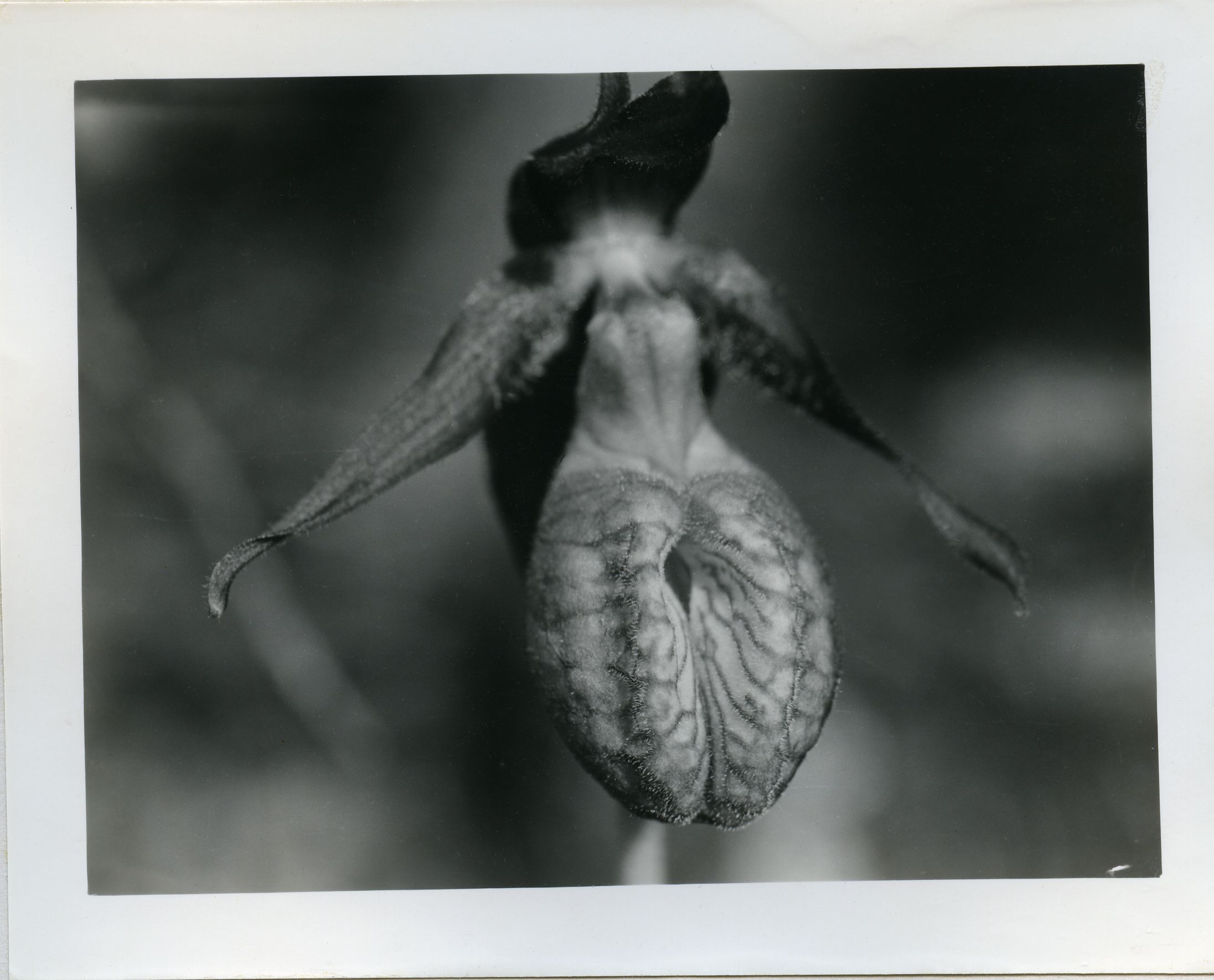 MOCCASIN FLOWER, CLOSE-UP