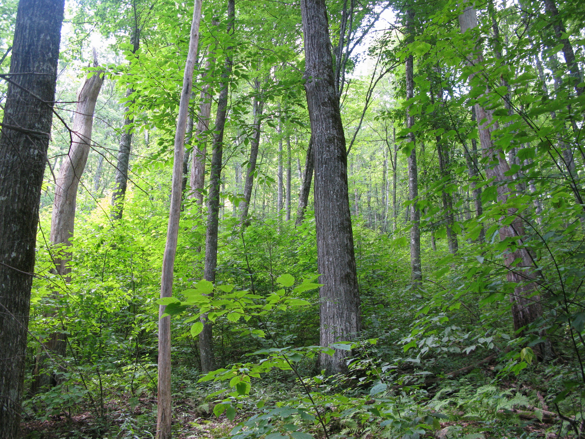 GRSM Accuracy Assessment. Plot Code: GRSM_AA_0262_5