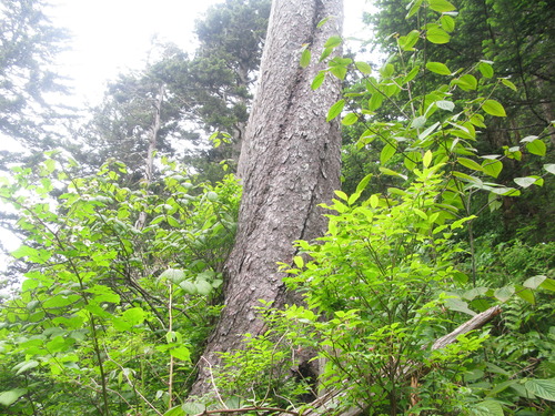 GRSM Accuracy Assessment. Plot Code: GRSM_AA_0602_3